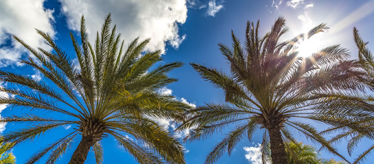View of two palm trees from the ground up with the Sun shining through the leaves and gorgeous blue sky as a background. Caribbean Island of Curacao, Dutch Antilles.