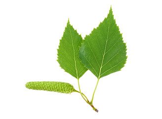 Green birch branch with buds isolated on white background