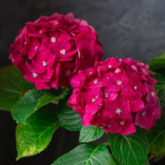 Fototapeta premium Fresh purple hydrangea macro flowers and leaves, isolated
