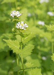 Blühende Knoblauchsrauke, Alliaria petiolata, 