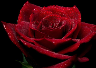 Red beautiful rose-colored drops