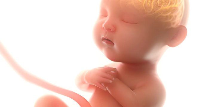 Baby's brain and nervous system, 3d rendering fetus with brain x-ray inside,at least 5 months,4k.(4096*2160)