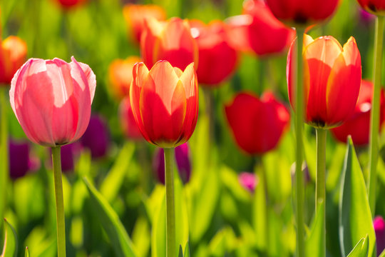 Beautiful spring blooming tulips on a garden bed.