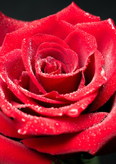 Red rose in drops close up