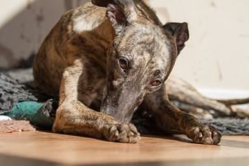 Brindle whippet relaxing 