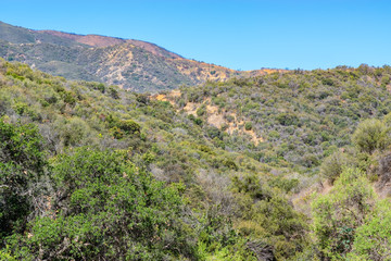 Fototapeta premium Heavy brush from spring growth dries as hills show burn damage from wild fires