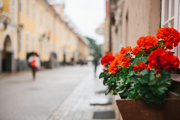 Fototapeta na wymiar Pot with flowers on street in Riga, Latvia. Flowers or decorative accessories on pedestrian street or public space