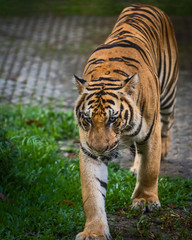 Close up Indochinese tiger.