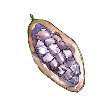 Exotic baobab healthy food in a watercolor style isolated. Full name of the fruit: baobab. Aquarelle wild fruit for background, texture, wrapper pattern or menu.