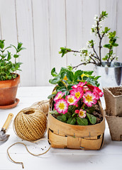 Spring flower primula in wicker basket on wooden board