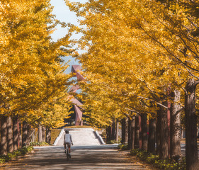 Ginkgo Road at Bandai Azuma Sport park Fukushima Japan