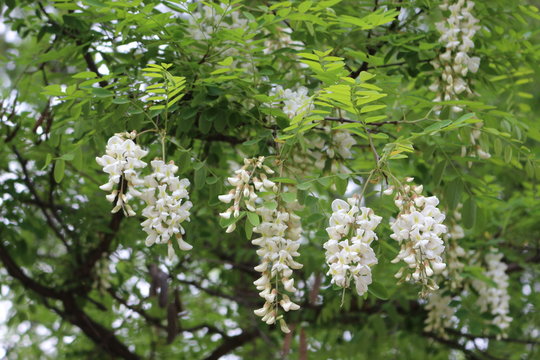 Blossoming white acacia