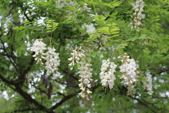 Blossoming white acacia