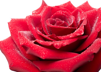 Red beautiful rose in drops