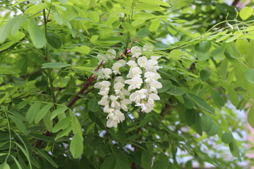 Fototapeta premium Blossoming white acacia