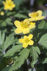 Yellow anemone flowers