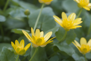 Lesser celandine flowers