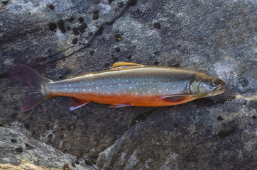 Obraz premium Arctic char fish on river stone. Salvelinus