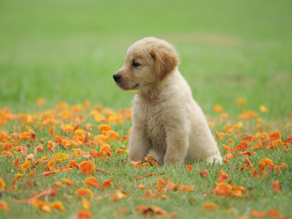puppy dog golden retriever on the park
