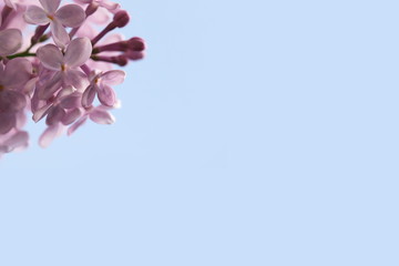 pink lilac blossom branch on large sky blue background - nice vivid colors - copy space for text