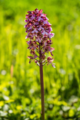 Fototapeta premium ASCIANO, TUSCANY, Italy - Wild orchid flower
