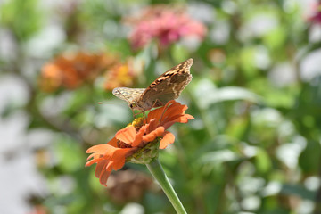 Fototapeta na wymiar Beautiful butterfly sitting on an orange flower