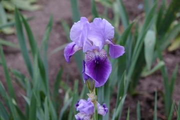 Irises