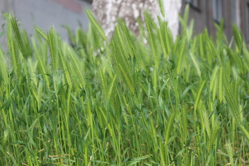  Bright green spring grass