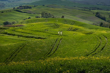 ASCIANO, TUSCANY, Italy - Landscape with yellow flowers in the Crete Senesi