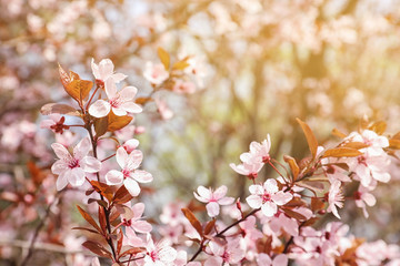 Blossoming spring tree, closeup