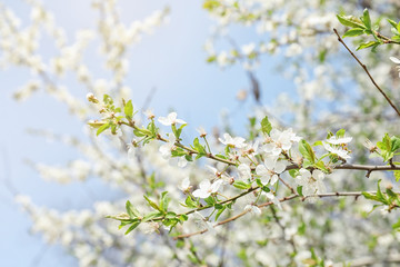 Blossoming spring tree on sky background