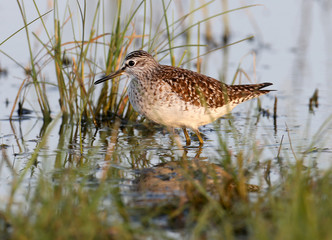 The wood sandpiper (Tringa glareola) stands in the water in natural habitat with soft red morning light