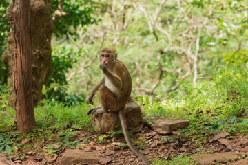 macaque monkey in jungle