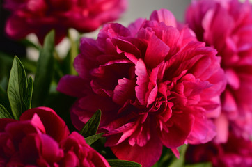Fresh bouquet of pink peonies peony roses in a vase on white window, background. Floral blossom wallpaper. Flowers in the room. Card, text, copy space.