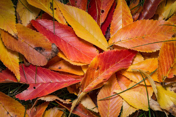 Multi colored leaves in the fall