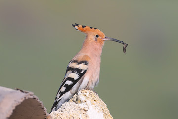 Hoopoe sits on rocks and holds a thick worm in his long beak close up photo