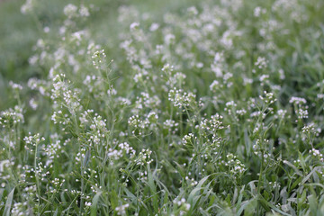 Shepherd's purse flower in spring in Russia