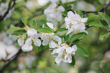 Obraz na płótnie Canvas Blooming apple tree in spring in Russia