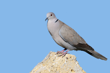A male collared dove stands on a stone on blue blurred background/ Close up and detailed photo.