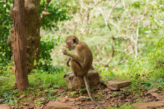 macaque monkey in jungle
