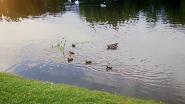 Slow motion video of little ducklings swimming with mother on hte river
