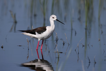 An young female black winged stilt walks in the water in the pink morning light with water reflection