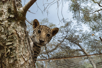 Jaguar in Nature