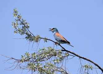 One European roller sits on a tree against nice blue blurred background