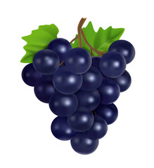 Fresh grape. Realistic vector image.