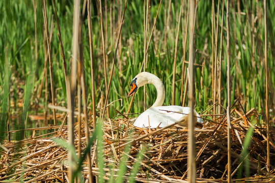 A big white swan sitting in a nest, a nest with swan built on the surface of a lake surrounded by reeds.