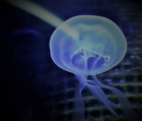 jellyfish 