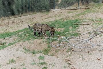 Jaguar in Nature