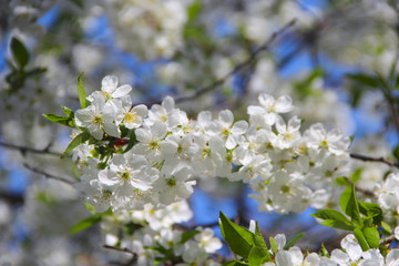 Obraz premium Branch of blossoming cherry. White flowers