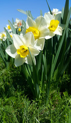 Close-up of beautiful fresh Daffodil flowers (Narcissus)